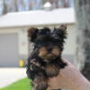 AKC Male Yorkie . 9 Wks Old        (SOLD)