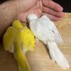 Quaker birds