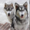 Siberian Husky winter breeding