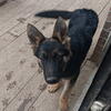 9mth old Purebred longhaired German Shepherd