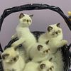 Exotic Shorthair Chocolate Point kittens Ready for Christmas