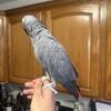 Male African grey