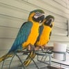 Blue & Gold Macaws