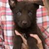 AKC German Shepherd MALE Pup: TATE