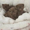 PREMIUM PUREBRED HEALTH tested Scottish folds luxury kittens new kittens born