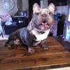 French Bulldog Stud Service