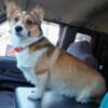 AKC Female Pembroke Welsh Corgi