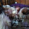 Malshi (Shih tzu x Maltese 2 litters, 2 brown and white females and 6 white and tan puppies