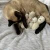 seal, chocolate and blue point siamese kittens