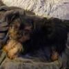 Yorkie Male Puppy