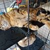 Beautiful two year old male bengal.very social. You can carry. Big boy