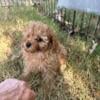 Tiny toy poodle female12 weeks