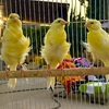 Frill canaries