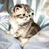 Exotic Shorthair Kittens DOMINANT Males & Females Due 11/21/24