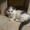 Munchkin Scottish fold ragdoll kittens for sale