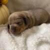 Ckc Dachshund puppies