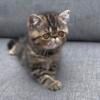 AMAZING KITTEN!  EXOTIC SHORTHAIR MALE!