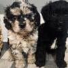 Cavalier King Charles spaniel toy poodle 