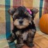 2 Adorable Yorkipoo Female Puppies - Cinnamon & Spice