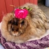 Satin Angora doe, Choc agouti, 4 1/2 yrs old with pedigree, great wooler, makes great yarn