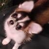 SOLD⁹*** REDUCED PRICE NOW $1200***AKC LONG HAIR CHIHUAHUA