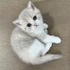 British shorthair female