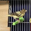 YOUNG CANARY FEMALES CHAMPION LINE