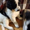 Newfydoodle Puppies