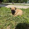French bulldog 