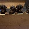 100 percent European Doberman pups