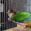 Blue trout conure male rare