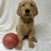 AKC Golden Retriever Puppies