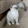 Blue ragdolls kittens in Minnesota for sale