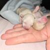 TINY pure-bred Australian Chihuahua puppies- male & female available!