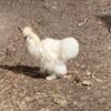 Chickens - Silkie Roosters looking for new coop free