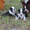 Boston Terrier Puppies Born 05.23.2026
