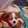 Female and 5 males. AKC, Cavalier King Charles,queens kiss, born 10-11-2024. boy $3,200