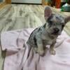 French bulldog puppies a few to choose from. Males and females available.