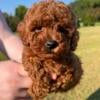 Ckc registered female miniature poodle puppy