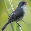 White bellied seedeater