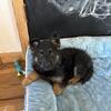 Exceptional bloodline full breed German shepherds