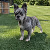 Male Fluffy French Bulldog puppy available 