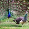 Peacock & Peahen