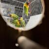 Black Masked Lovebirds (Personatus)