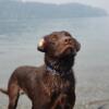 AKC Chocolate Labrador *STUD*