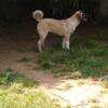 7 month old Kangal Anatolian mix pups