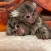 Precious Baby Common Marmosets - Finger Monkeys