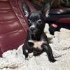 Chihuahua puppies