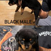 Pure Bred Rottweiler Puppy