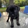 Cane Corso Puppies Available September 30